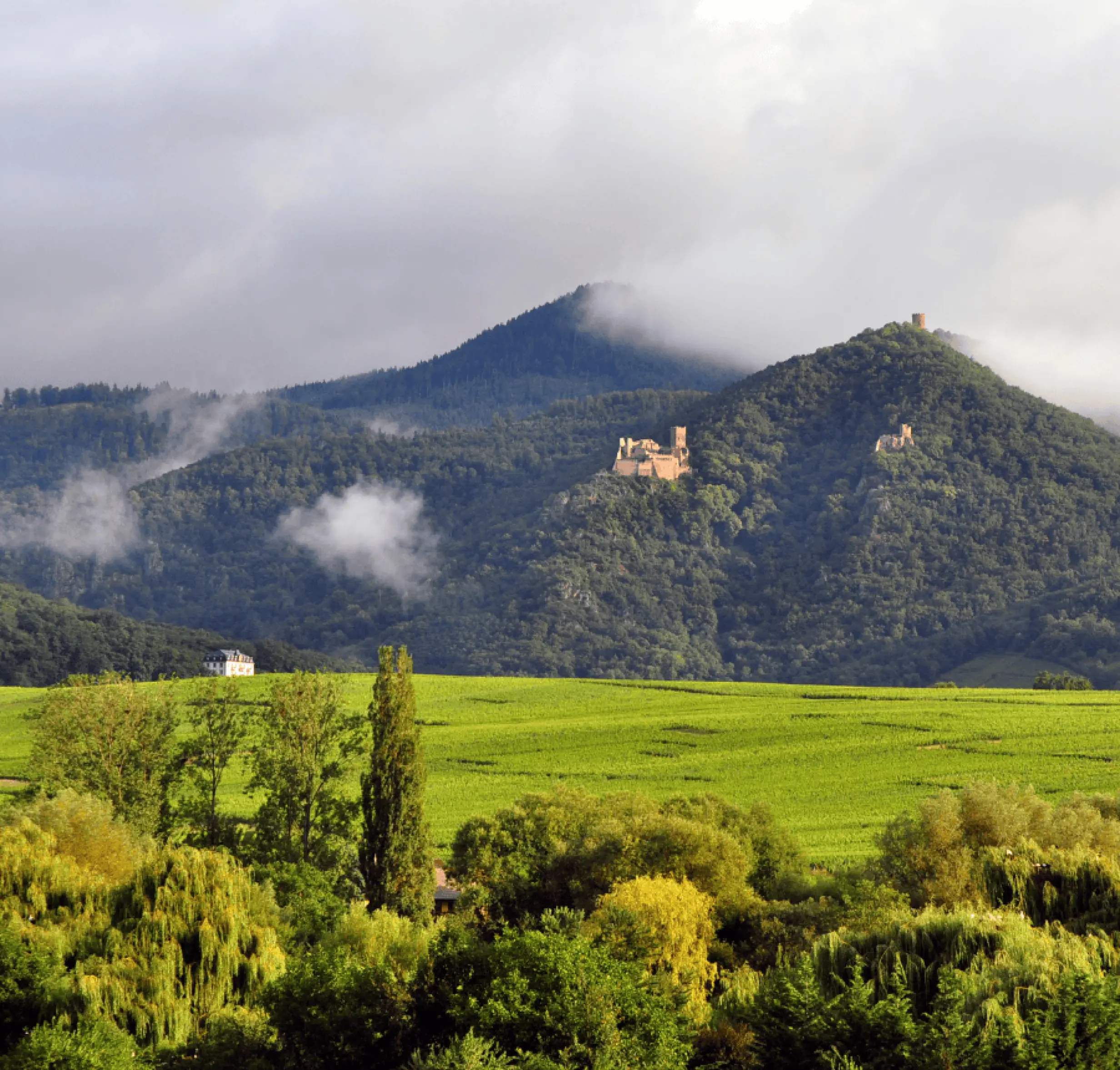 photo d un terrain alsacien