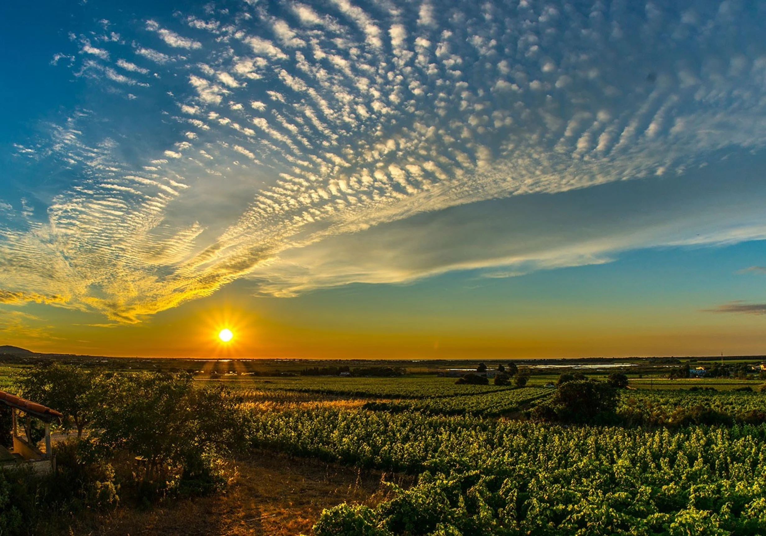 test plaine soleil vigne