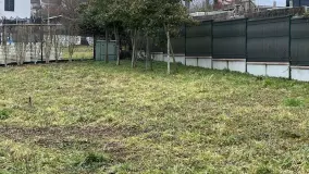 2136298.jpg