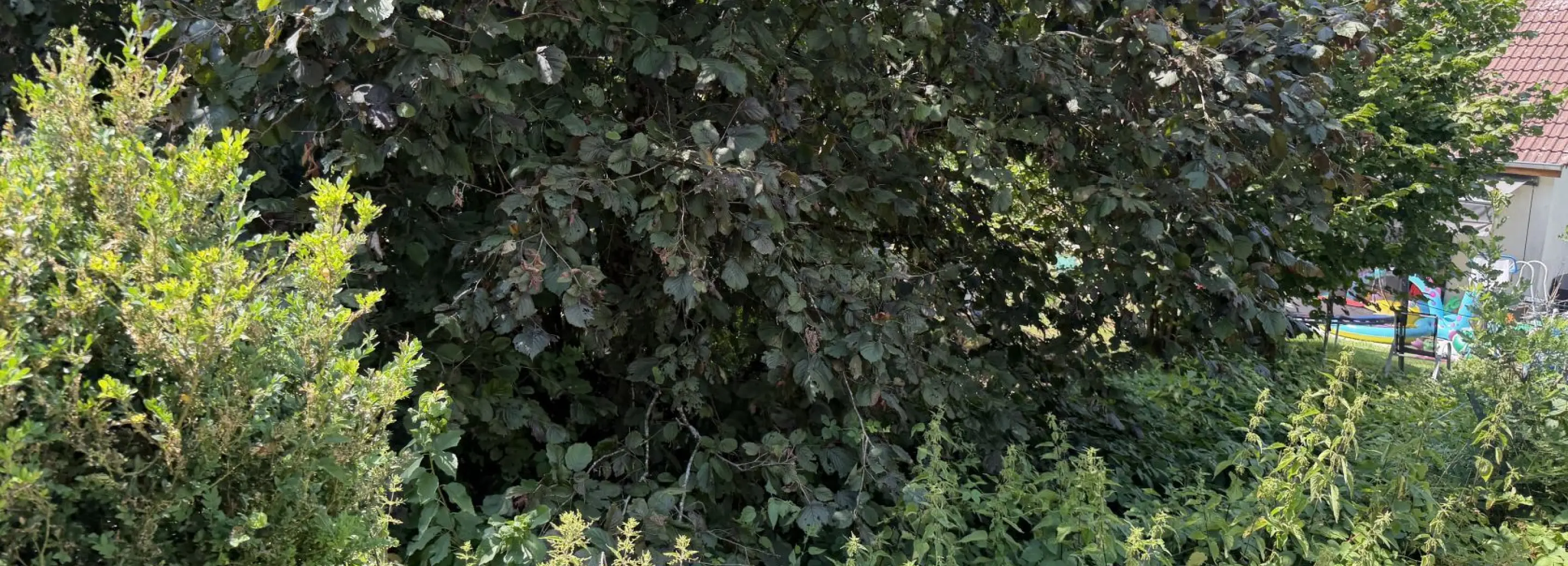 2149707.jpg