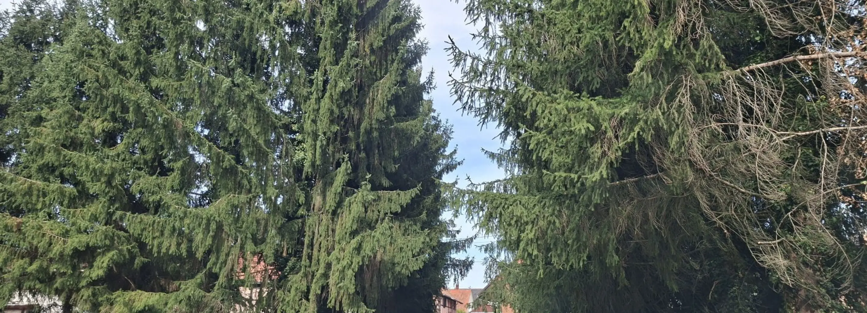 2169291.jpg